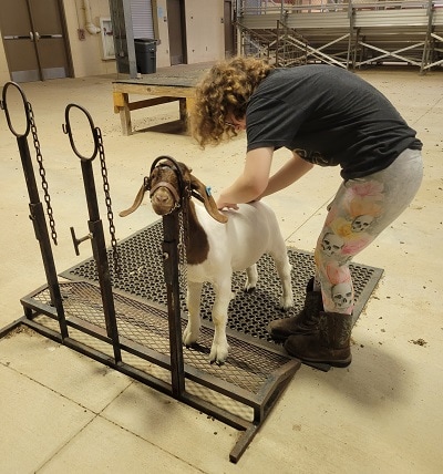 Amory and Westley from Classic Farms Wethers