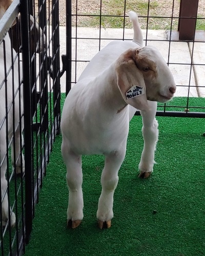 Gilbert the Goat from La Copa Ranch