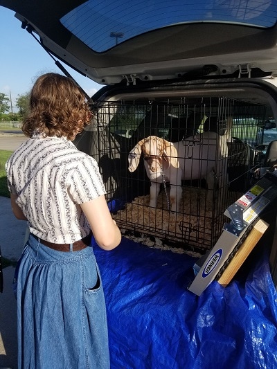 Goat in the Chevy Traverse