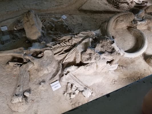 Fossils in Waco Mammoth National Park