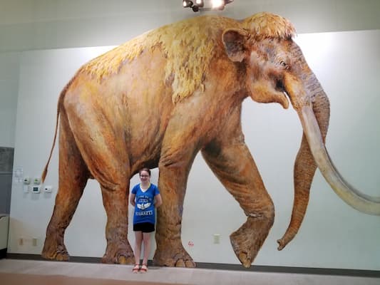 Wall Mural Showing True Size of Wooly Mammoth