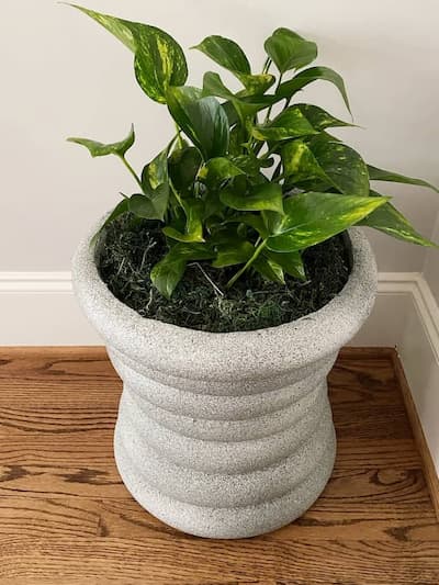 Planter with green plant