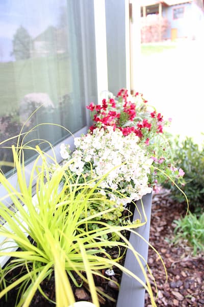 A windowbox of green plant, white and red flowers