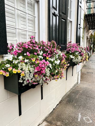 Flower Boxes on White brick wall