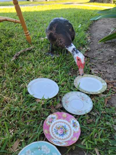 Put in a quick and easy garden border with vintage china. Upcycle beautiful plates that are chipped and cannot be used on your table anymore.