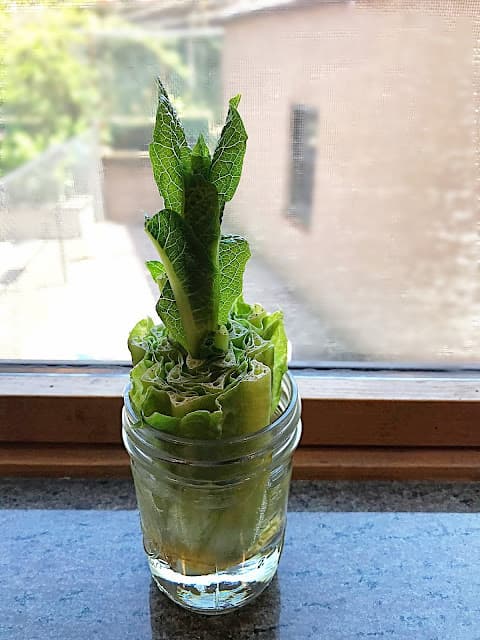romaine lettuce in a jar