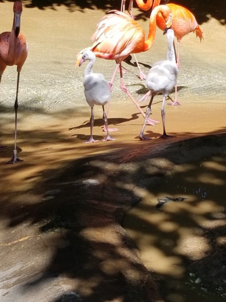 Baby Flamingos at fort worth zoo