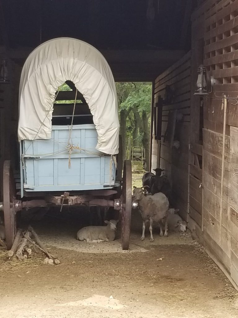 Livestock at Nash Farm Grapevine Texas