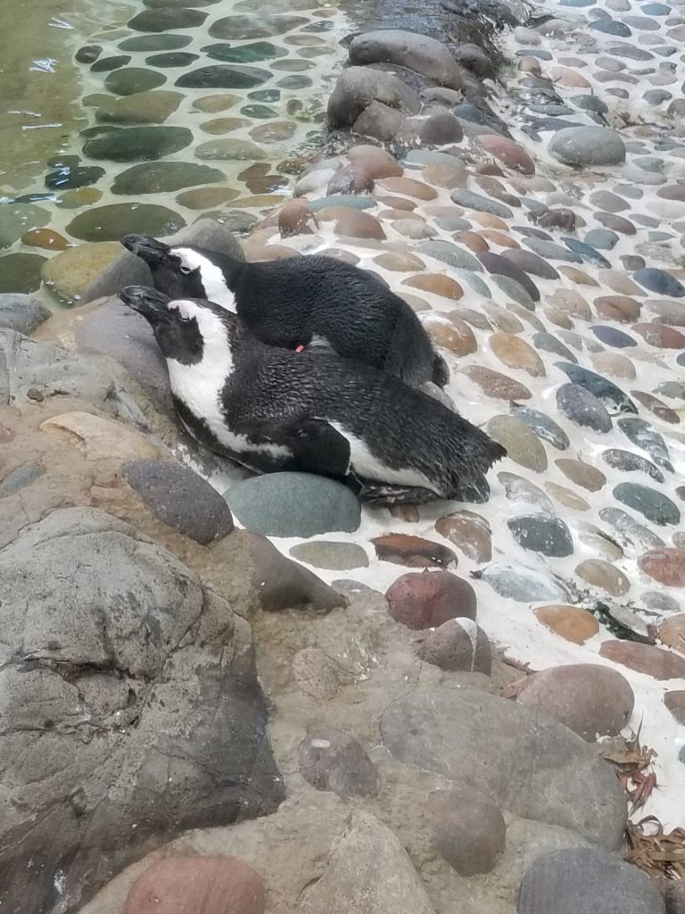 Penguins at fort worth zoo