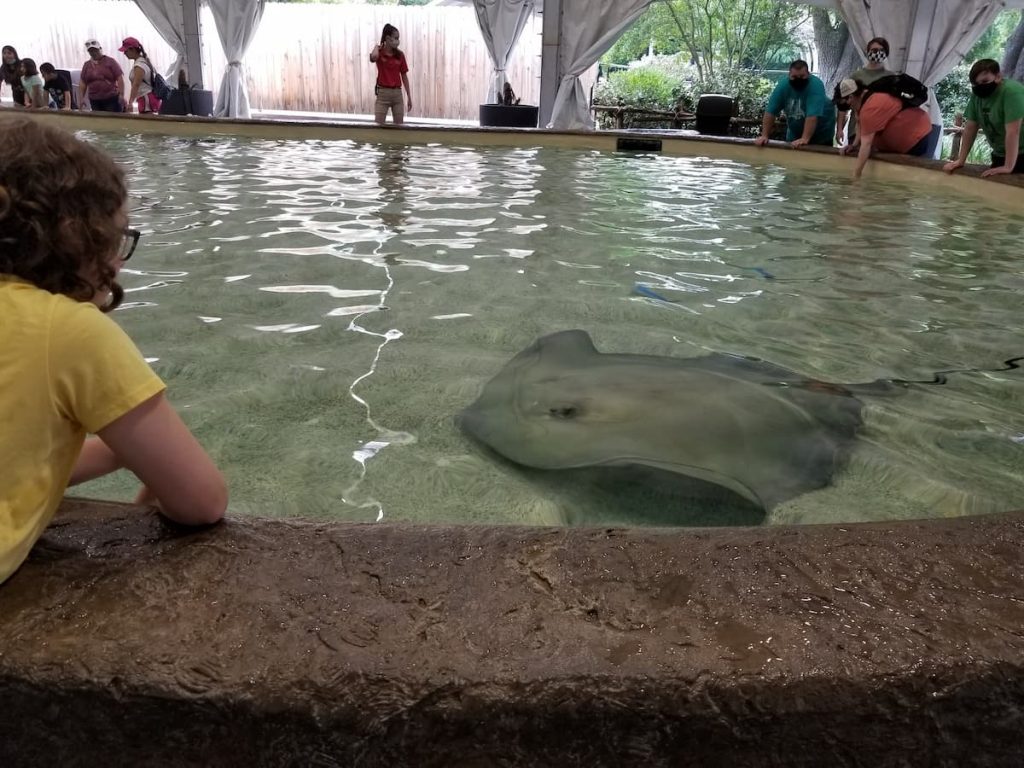 Fort Worth Zoo Stingray touch tank