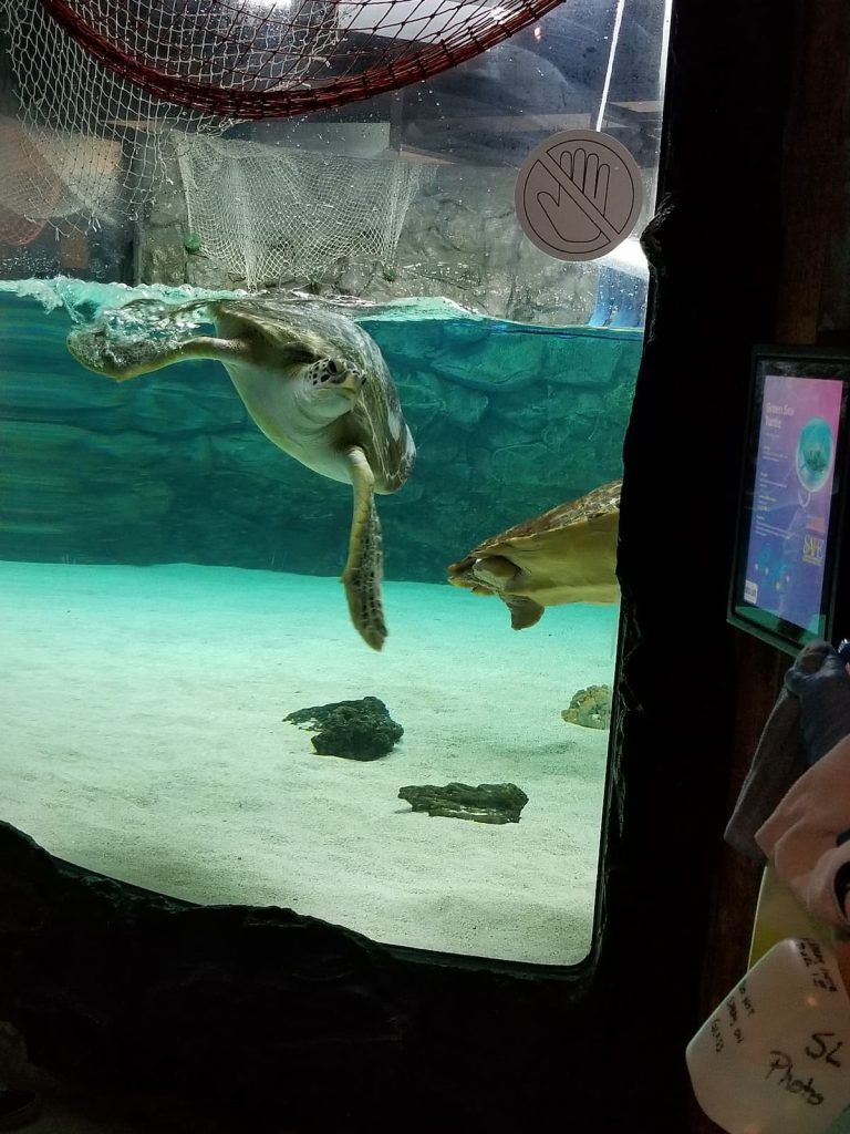 Sea Turtle Display at Sealife Aquarium in Grapevine