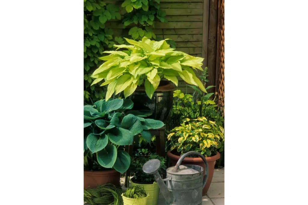 outside potted yellow and green plants