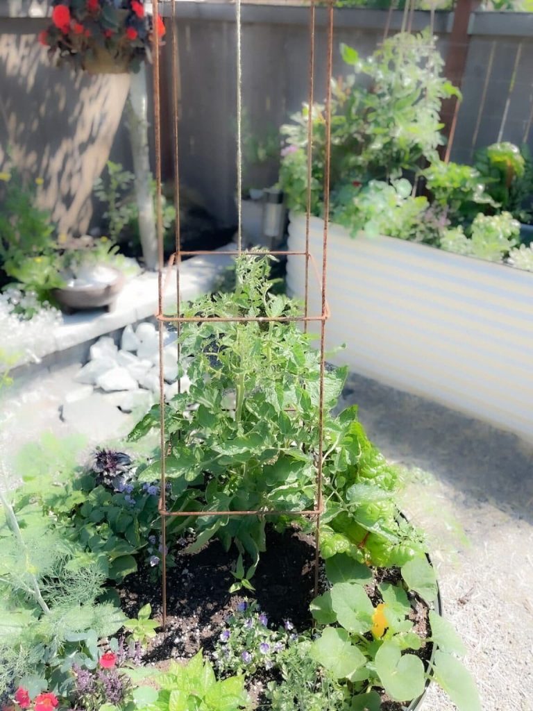 tomato plant in cage and pot