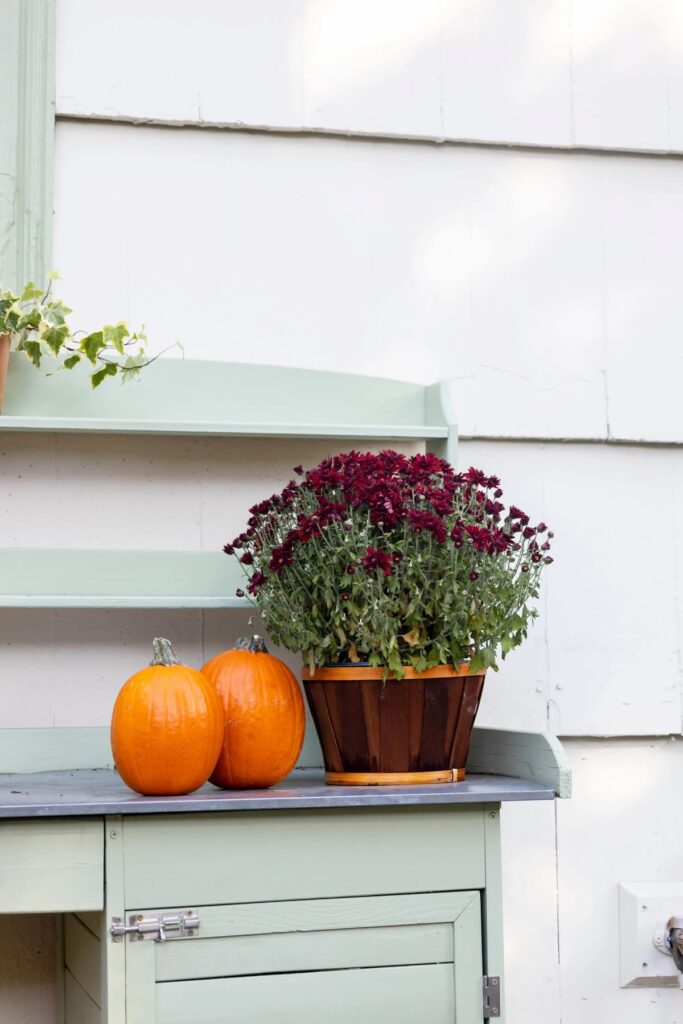 maroon mum and two orange pumpkins on green potting table