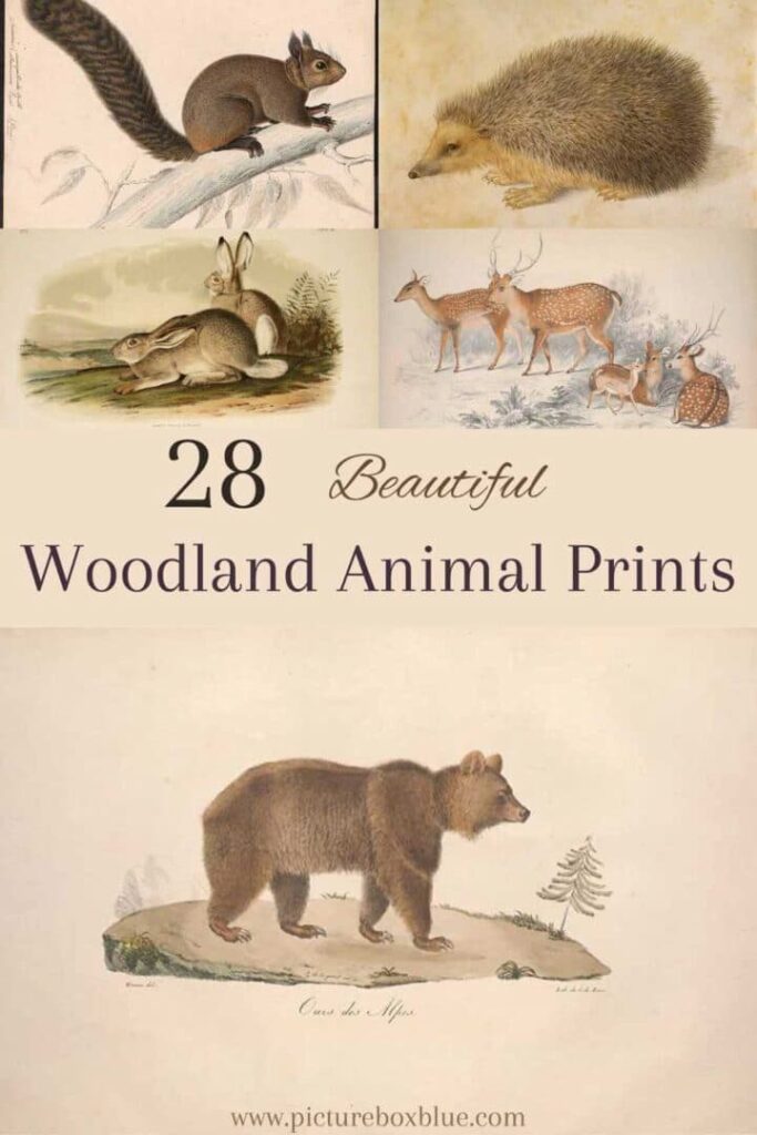 Vintage animal prints