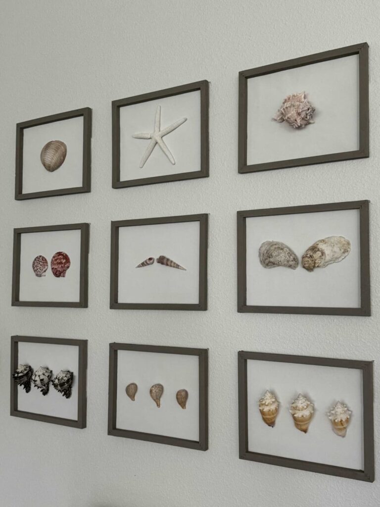 gallery wall of seashells