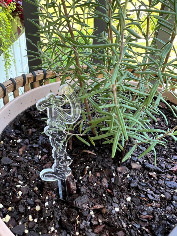 rosemary plant