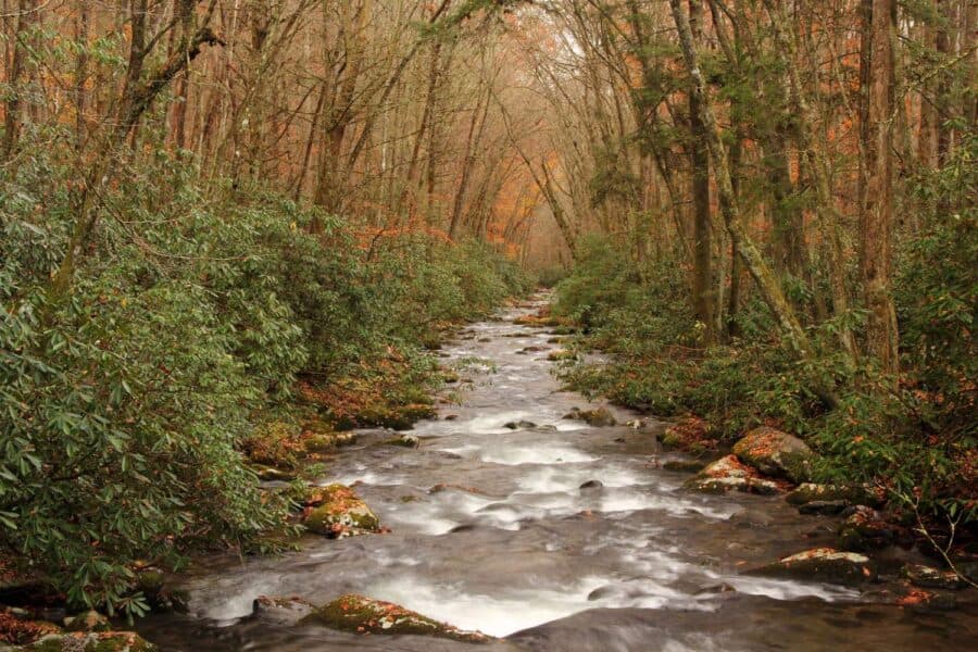 river and fall trees