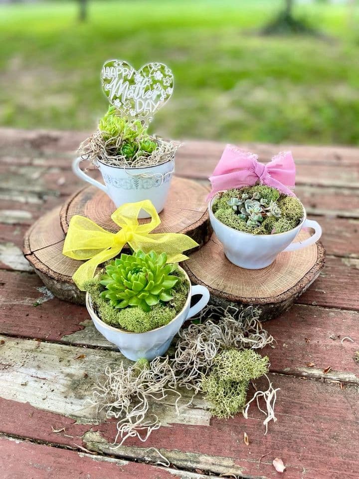 Succulents In Tea Cups