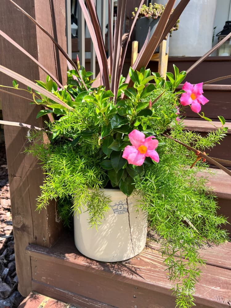 plant on stairs