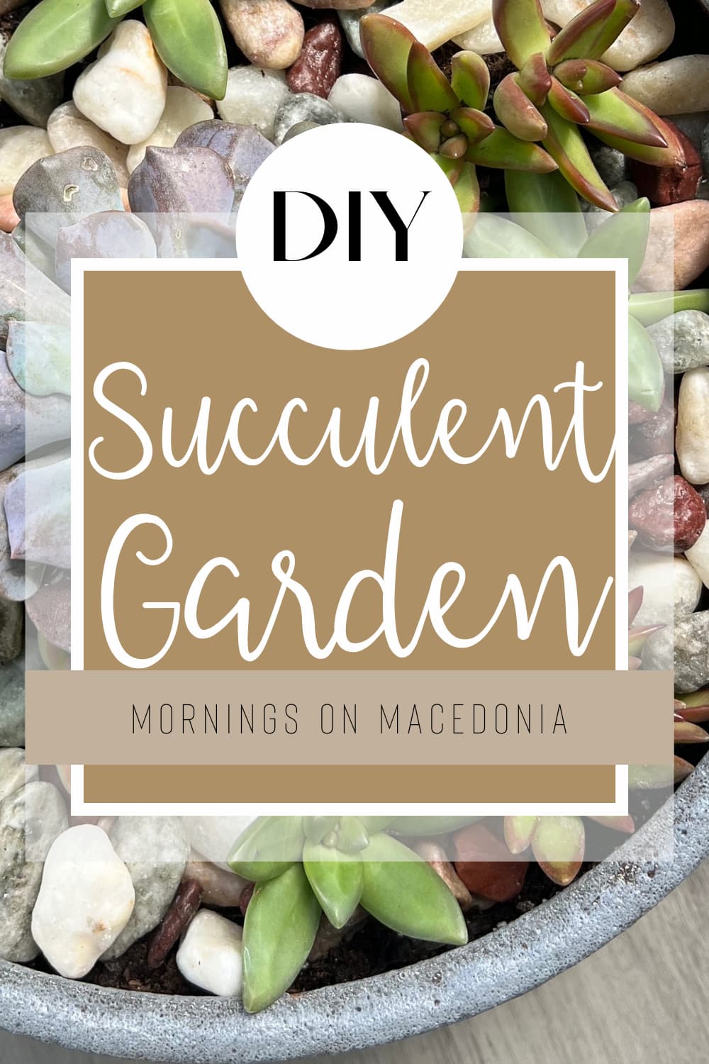succulent graphic
