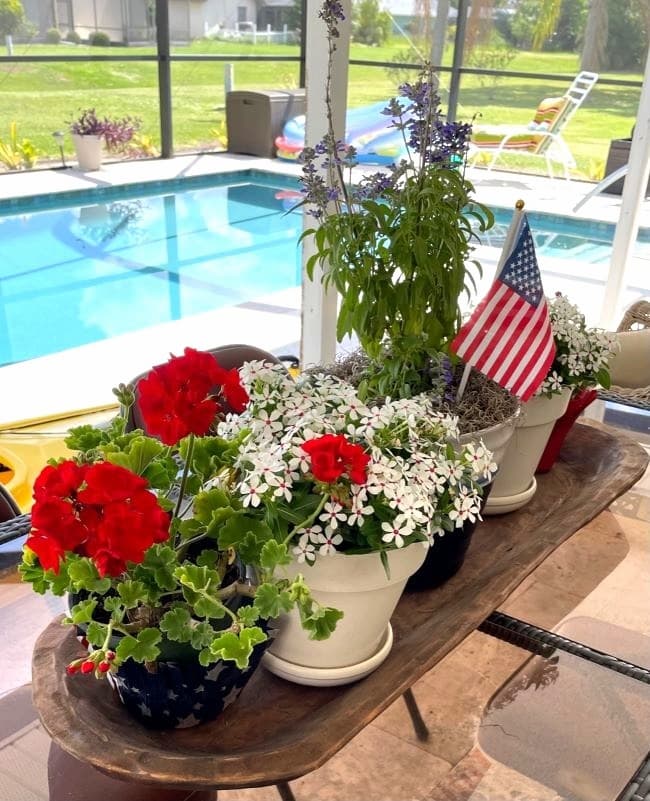 red and white flowers by pool