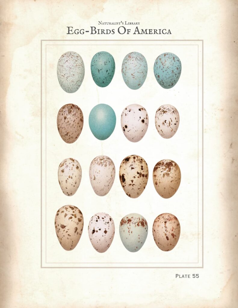 Egg Botanical Print