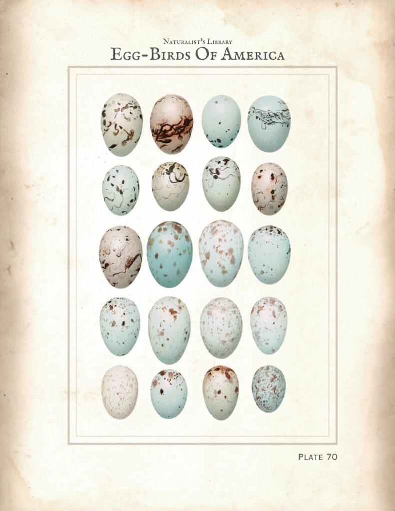 Egg Botanical Print