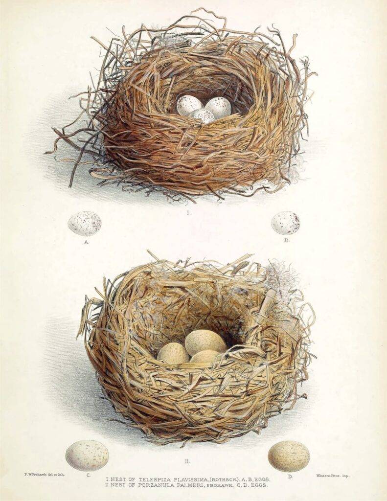 Botanical Nest Print